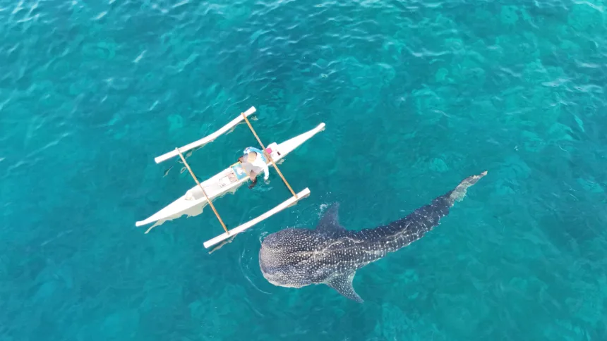 requin baleine Philippines 2025