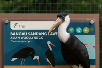 Asian Woollyneck : l’élégante cigogne à col laineux d’Asie