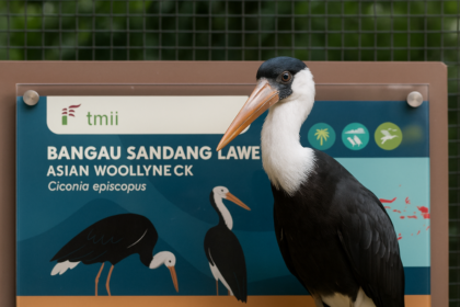 Asian Woollyneck : l’élégante cigogne à col laineux d’Asie