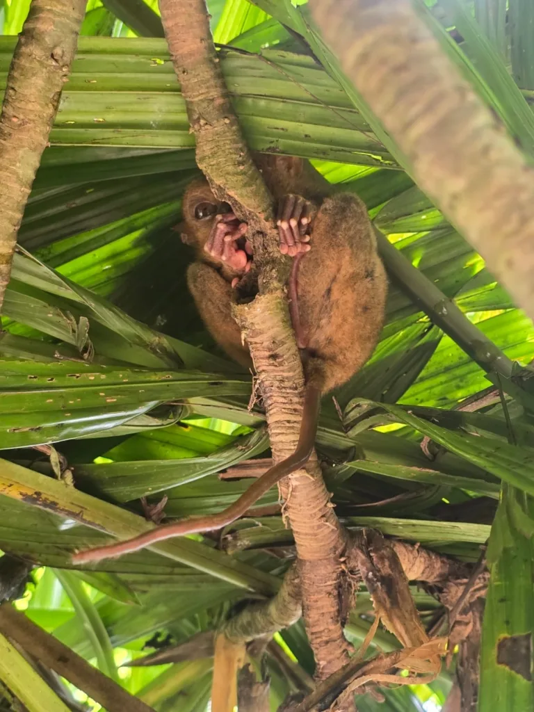 Tarsier Sanctuary Bohol : le plus petit primate du monde aux Philippines 11 Gros plan d’un tarsier endormi sur une branche au sanctuaire de Bohol