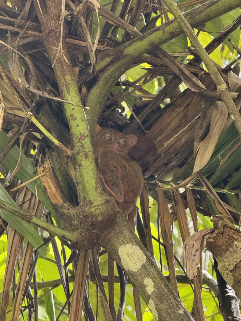 Tarsier Sanctuary Bohol : le plus petit primate du monde aux Philippines 13 IMG 3773