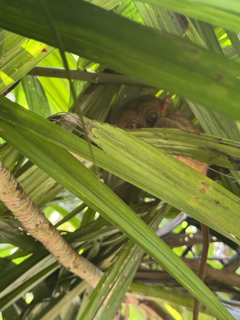 Tarsier Sanctuary Bohol : le plus petit primate du monde aux Philippines 12 Gros plan d’un tarsier endormi sur une branche au sanctuaire de Bohol