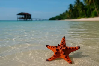 Starfish Beach à Phu Quoc : Le paradis des étoiles de mer - Rach Vem