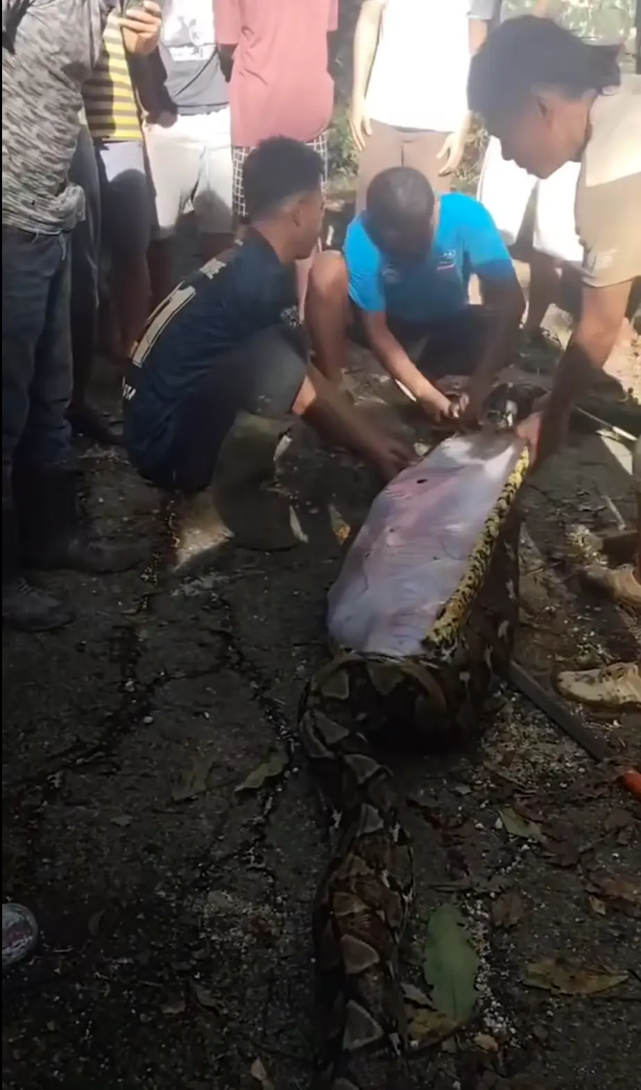 Indonésie : Un python de 7 mètres avale un ouvrier porté disparu 9 video