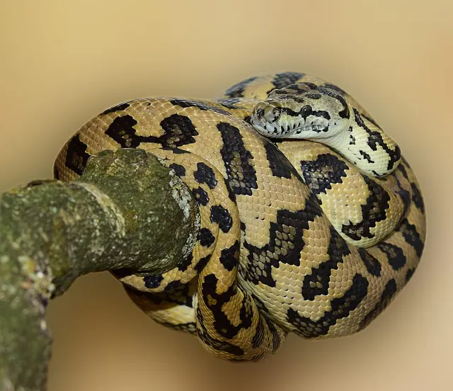 Python tapis