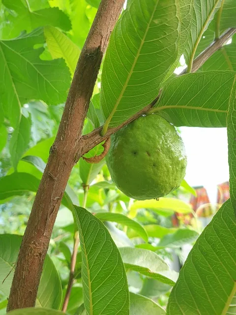 Les 15 fruits thaïlandais à goûter lors de ton voyage 26 Goyave