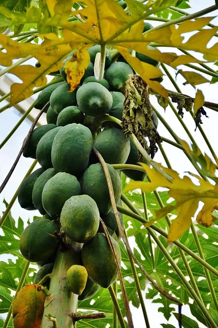 Les 15 fruits thaïlandais à goûter lors de ton voyage 14 L'arbre d'où provient la Papaye