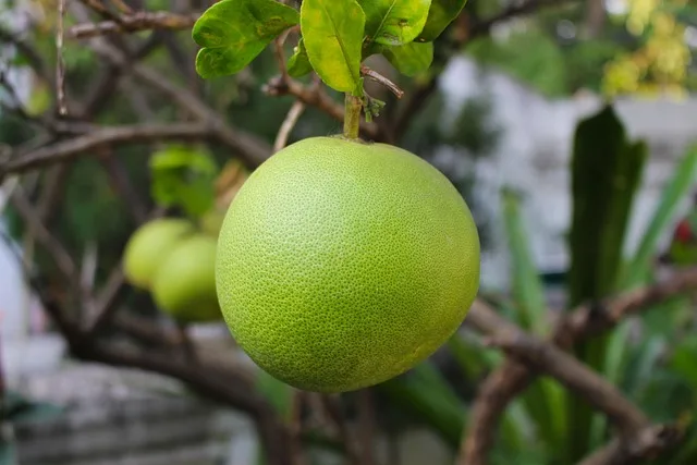 Les 15 fruits thaïlandais à goûter lors de ton voyage 37 Pomélo
