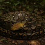 python indonesie