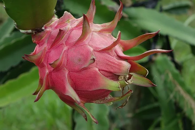 Les 15 fruits thaïlandais à goûter lors de ton voyage 10 Fruit du draon