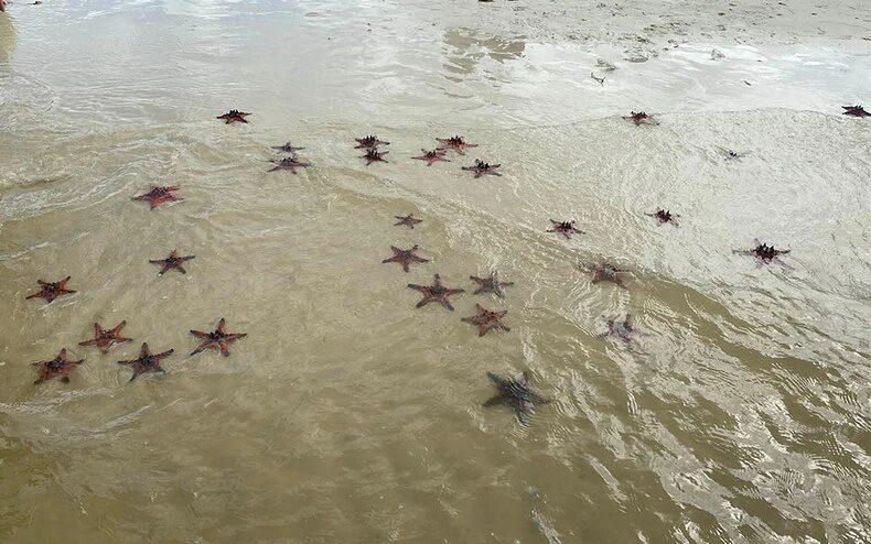 Starfish Beach à Phu Quoc : Le paradis des étoiles de mer 10 starfish phu quoc, étoile de mer sur le sable