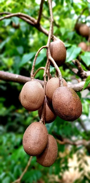 Les 15 fruits thaïlandais à goûter lors de ton voyage 39 Sapotille