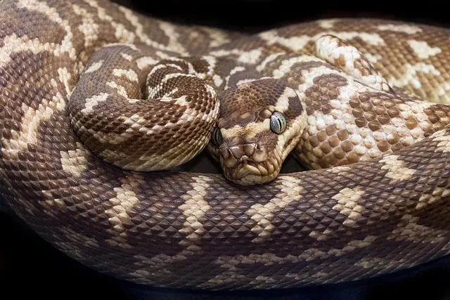 Python réticulé