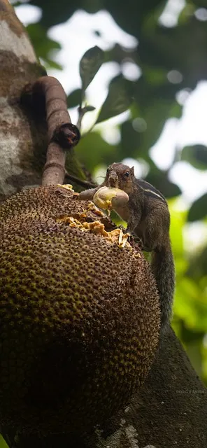 Les 15 fruits thaïlandais à goûter lors de ton voyage 23 Jackfruit