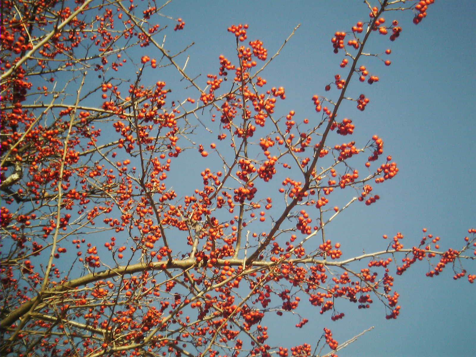 Des branches d'arbre sans feuilles couvertes de petits fruits rouges, sur un ciel bleu